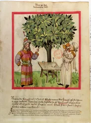 Ms.Lat.9333 fol.11 Sklizeň muškátového oříšku, od Tacuinum Sanitatis