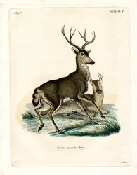 Mule Deer (barevná rytina)
