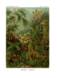 Muscinae, 1899-1904