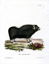 Pižmoň (barevná rytina)