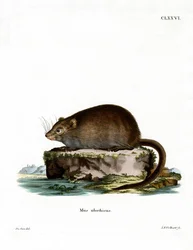 Ondatra (barevná rytina)