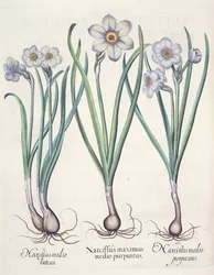 Narcisy: 1.Narcissus maximus medio purpureus; 2.Narcissus medio luteus; 3.Narcissus medio purpureus, z Hortus Eystettensis Basila Beslera (1561-1629), vyd. 1613