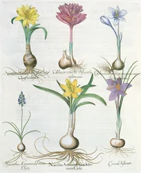 Narcisy, krokusy a hyacint: 1.Narcissus autumnalis; 2.Hyacinthus autumnalis; 3.Crocum biflorum; 4.Colchium album; 5.Colchium versicolor; 6.Narcissus autumnalis, z Hortus Eystettensis od Ba