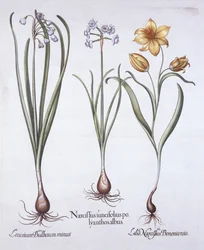 Narcis, tulipán a letní sněhová vločka, od Hortus Eystettensis, Basil Besler (1561-1629), hospoda. 1613 (ručně kolorovaná rytina)