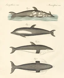 Noví delfíni (barevné rytí)