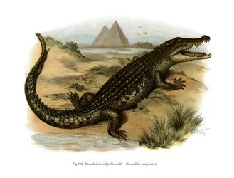 Krokodýl nilský (barva litho)