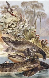 Krokodýl nilský, talíř z "Brehms Tierleben: Allgemeine Kunde des Tierreichs", sv.7, str.504, vydal Bibliographisches Institut