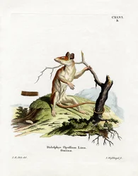 Severoamerická vačice (barevná rytina)