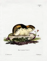 Lemming norský (barevné rytí)