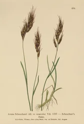 Ovesná tráva (Avena Scheuchzeri, Avena versicolor, Avena alpina)