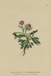 Jednokvítek pcháč (Erigeron uniflorus)