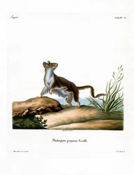 Opossum Mouse (barevné rytí)