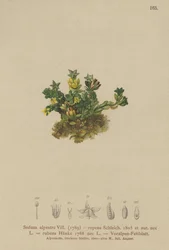 Rozchodník světlý (Sedum alpestre, Sedum repens, Sedum rubens)