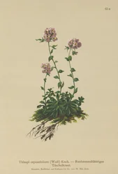 řeřicha (Thlaspi cepeaefolium)