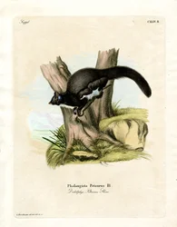 Petaurine Opossum (barevná rytina)