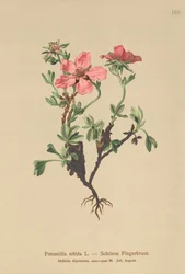 Mochna růžová (Potentilla nitida)