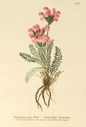 Všivec růžový (Pedicularis rosea)