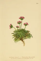 Pink Rock Jasmine (Androsace carnea)