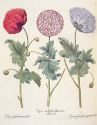 Vlčí máky: 1. Vlčí mák je komplex máků s červenou slupkou; 2. Mák, plný květu miniato; 3.Papaverový květ plný barev, z Hortus Eystettensis od Basila Beslera (1561-1629), hospoda. 1613