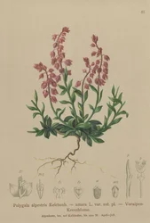 Mléko předalpské (Polygala alpestris, Polygala amara var. aut. pl., Polygala brachyptera)