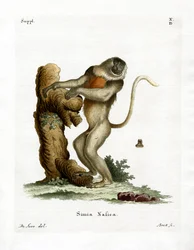 Proboscis Monkey (barevná rytina)