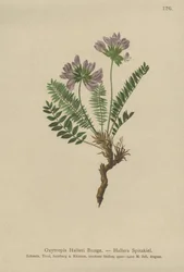 Oxytropis fialový (Oxytropis Halleri)
