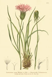 Zmije nachová (Scorzonera rosea, Scorzonera purpurea subsp. rosea)