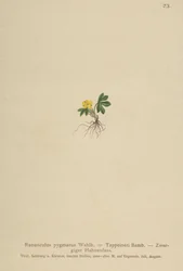 Pygmy Buttercup (Ranunculus pygmaeus, Ranunculus tappeineri, Ranunculus baerianus, Ranunculus pygmaeus var. Langeanu)