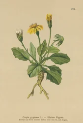 Pygmy Hawks-vous (Crepis pygmaea, Hieracium pumilum)