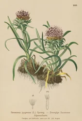 Pygmy Saussurea (Saussurea pygmaea)