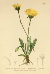 Jestřáb pyrenejský (Leontodon Pyrenaicum, Leontodon Pyrenaicus, )