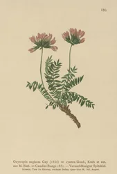 Pyrenejská mléčnice (Oxytropis neglecta, Oxytropis cyanea, Oxytropis Gaudini, Oxytropis albana, Oxytropis caucasica, Oxytropis pyrenaica, Astragalus pyrenaicus).