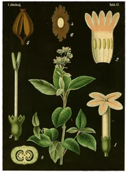 Chininovník (Cinchona Calisaya) kolem roku 1890 (chromolitograf)