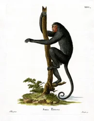 Spider Monkey červenolící (barevná rytina)