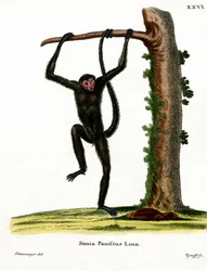 Spider Monkey červenolící (barevná rytina)