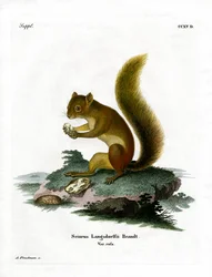 Red Squirrel (barevné rytí)