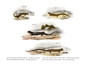 Redback Salamander (barva lito)