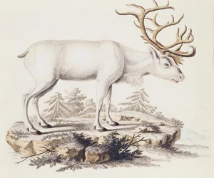 Sob (Cervus tarandus), od savců ilustrovaný z přírody s popisy, od Johanna Christiana Daniela von Schreber (1739-1810), rytina I Nufsbiegel, svazek 5, tabulka 248-C, Německo