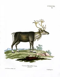 Sob (barevné rytí)
