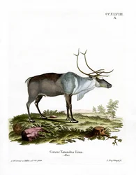 Sob (barevné rytí)