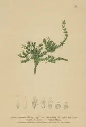 Zašívačka skalní (Alsine rupestris, Alsine lanceolata, Minuartia rupestris)