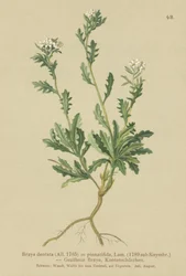 Řeřicha skalní (Braya dentata, Braya pinnatifida, Murbeckiella pinnatifida, Arabette pennatifida, Grass Cornacchia pennatifida)