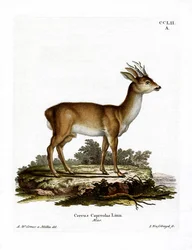 Roe Deer (barevné rytí)