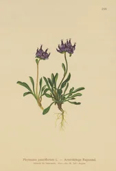 Rampion kulatý (Phyteuma pauciflorum, Rapunculus pauciflorus, Phyteuma globulariifolium)