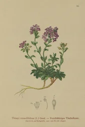Pérák okrouhlolistý (Thlaspi rotundifolium, Noccaea rotundifolia, Thlaspi cepaeifolium subsp. rotundifolium)