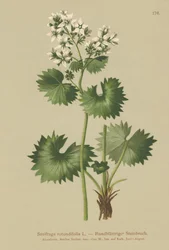 Lomikámen okrouhlolistý (Saxifraga rotundifolia)