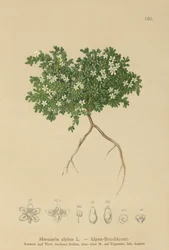 Ruptura (Herniaria alpina, Herniaria ciliolata)