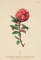 Alpenrose rezavolistá (Rhododendron ferrugineum)