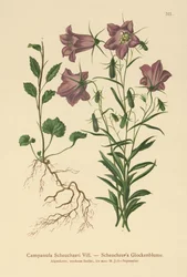 Scheuchzers Bellflower (Campanula Scheuzeri)