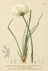 Scheuchzerova bavlníková tráva (Eriophorum Scheuchzeri, Eriophorum capitatum)
